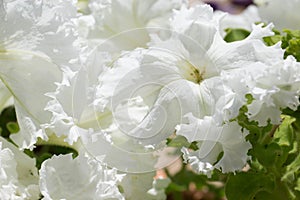 Petunias in the tray, Petunia in the pot, white petunia