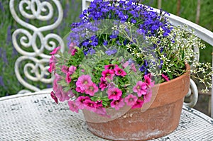 Petunias and violets flowerpot