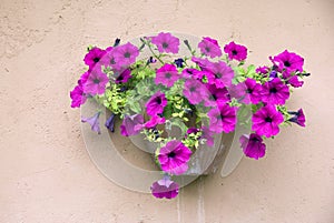 Petunias on the wall