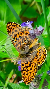 Petzen - Close up view on butterfly Pearl-bordered fritillarypolluting purple flower on alpine meadow, Petzen Alpe