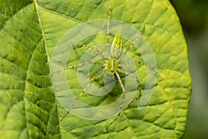 Peucetia viridans, the Green Lynx Spider, Tarcoles, Costa Rica