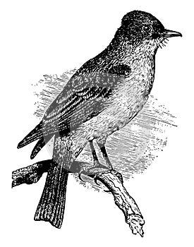 Pewit Flycatcher vintage illustration