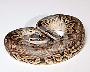 Pewter Ball Python