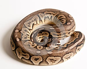 Pewter Ball Python