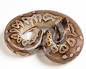 Pewter Ball Python White Background