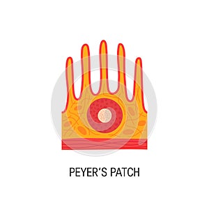 Peyer`s patch vector illustration