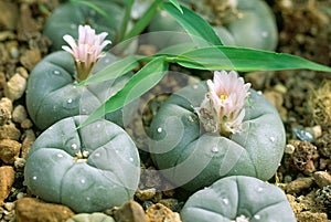 Peyote cactus in flower photo