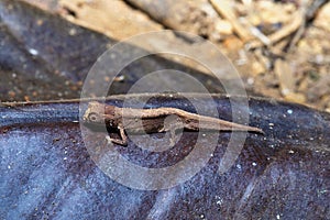 Peyrieras` pygmy chameleon, Brookesia peyrierasi, Nosy Mangabe, Madagascar