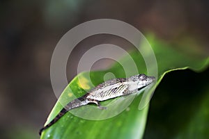 Peyrieras` pygmy chameleon, Brookesia peyrierasi, in the rainforest of Madagascar