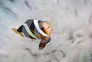 Clark anemone fish Amphiprion clarkii photo