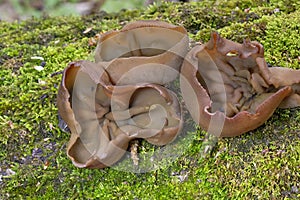 Peziza badia can be seen on sandy soils in coniferous forests (with pine), or mixed forests, on dead hardwood