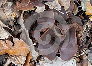 Peziza badia mushroom fungus. Aka Bay cup. Leathery brown, if you touch it gently a vast amount of spores fly out.