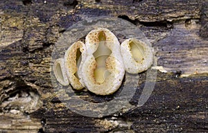 Peziza domiciliana, commonly known as the domicile cup fungus photo