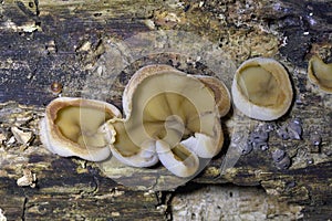 Peziza domiciliana, commonly known as the domicile cup fungus, is a species of fungus in the genus Peziza,