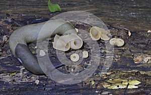 Peziza domiciliana, commonly known as the domicile cup fungus, is a species of fungus in the genus Peziza, family Pezizaceae.