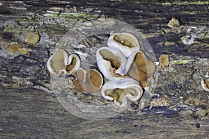 Peziza domiciliana, commonly known as the domicile cup fungus, is a species of fungus in the genus Peziza photo