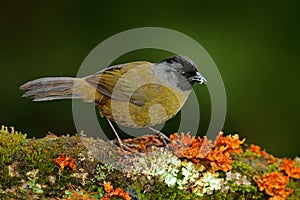 Pezopetes capitalis, Large-footed Finch, sitting on the orange and green mossy branch. Wildlife in Costa Rica, mountain bird in