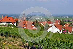 Pfalz wine region - Burrweiler photo