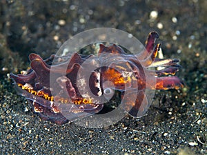 Pfeffer's flamboyant cuttlefish