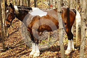 Pferd Horse