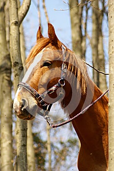 Pferd.Horse