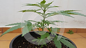 pflanze / weed / balkon / spanien / legal photo