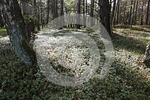 Pflanzen BlÃÂ¼te im Otternhagener Moor. photo