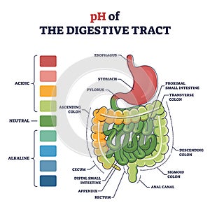 PH of digestive tract with acidic, neutral or alkaline colors outline diagram