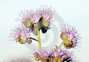 Phacelia