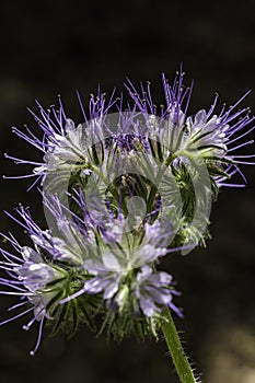 phacelia also called bee bread