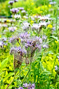 Phacelia blooming on background of grass