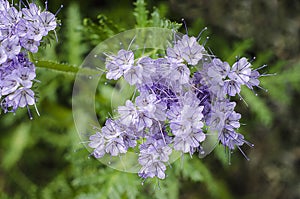 Phacelia blue flower close-up on a green blurred background. Siderat for the earth