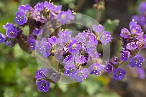 Phacelia crenulata photo