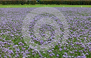 Phacelia crop on a farm in summer