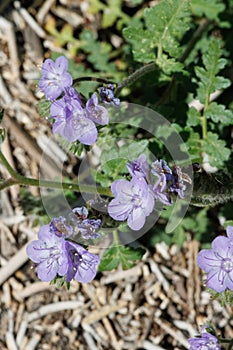 Phacelia Distans Bloom - Anza Borrego Desert - 030922