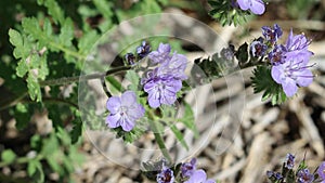 Phacelia Distans Bloom - Anza Borrego Desert - 030922