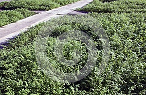 Phacelia photo