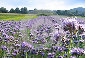 Phacelia field