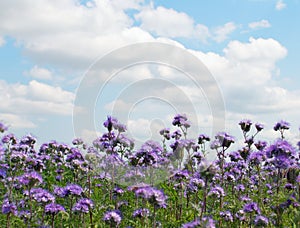 Phacelia field