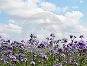 Phacelia field photo