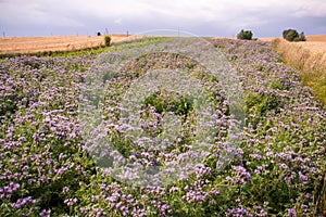 Phacelia field