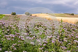 Phacelia field