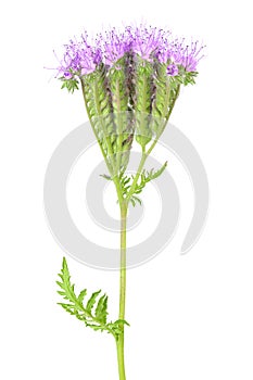 Phacelia flower isolated on white background with full depth of field