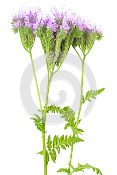 Phacelia flower isolated on white background with full depth of field