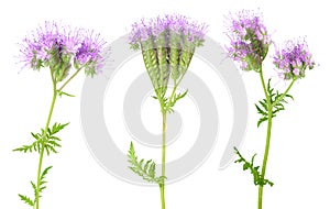 Phacelia flower isolated on white background with full depth of field