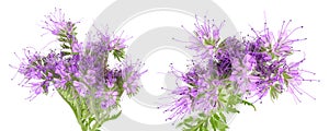 Phacelia flower isolated on white background with full depth of field