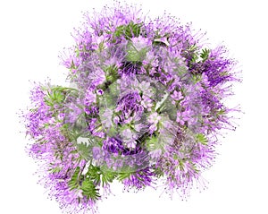 Phacelia flower isolated on white background with full depth of field. Top view. Flat lay