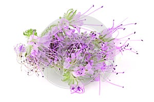 Phacelia flower isolated on white background with full depth of field. Top view. Flat lay