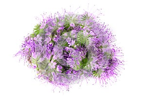 Phacelia flower isolated on white background with full depth of field. Top view. Flat lay