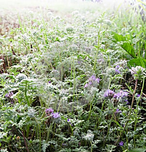 Phacelia Flowers and leaves in drops of dew at dawn.